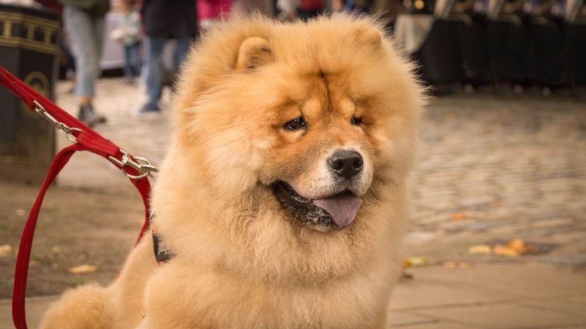 12 Chow chow