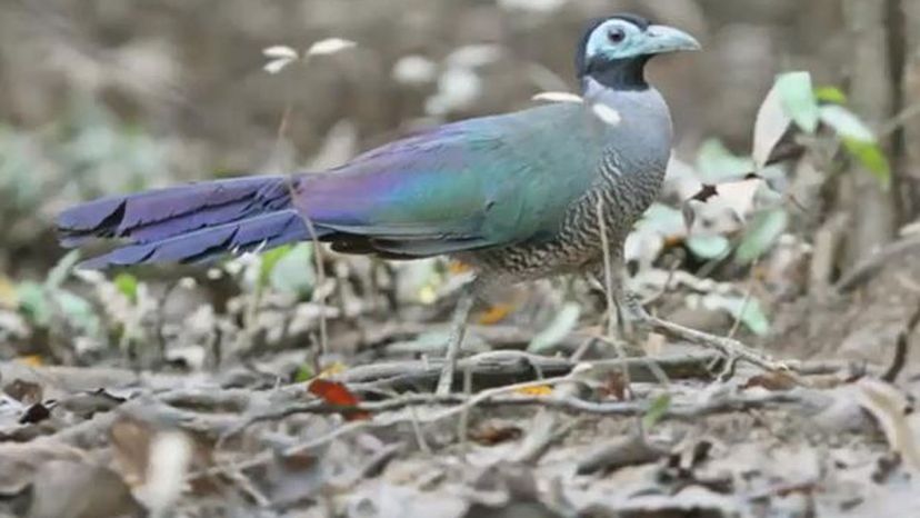 Sumatran ground-cuckoo