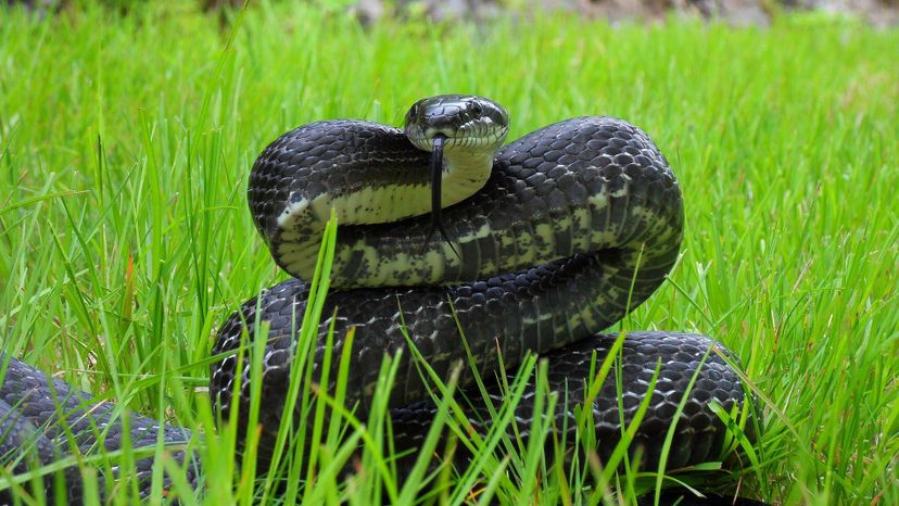 Black rat snake