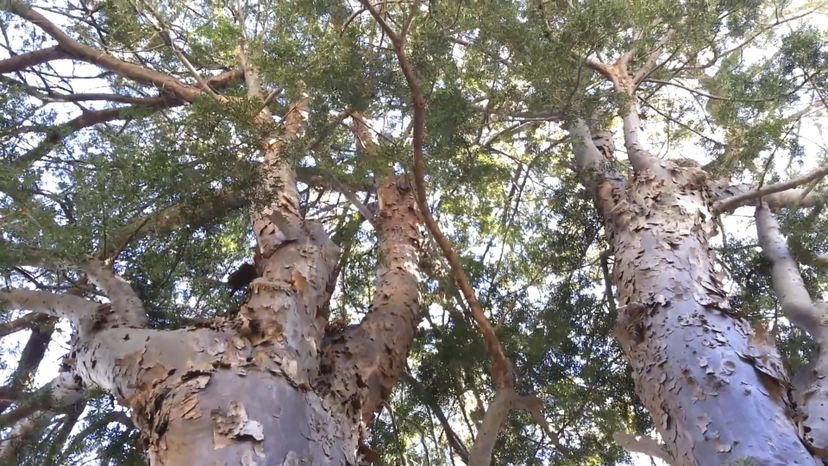 broad-leaved yellowwood