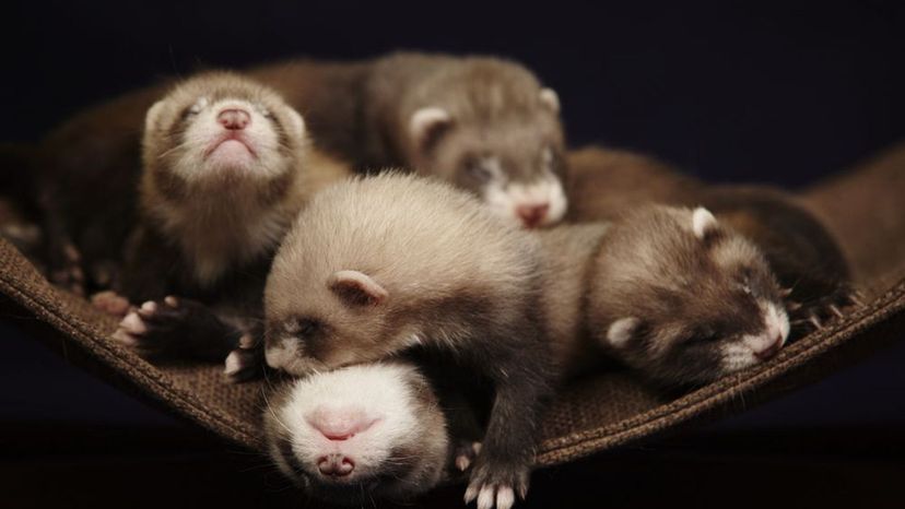 Ferret Animals