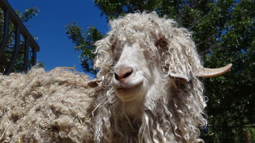 Angora Goat