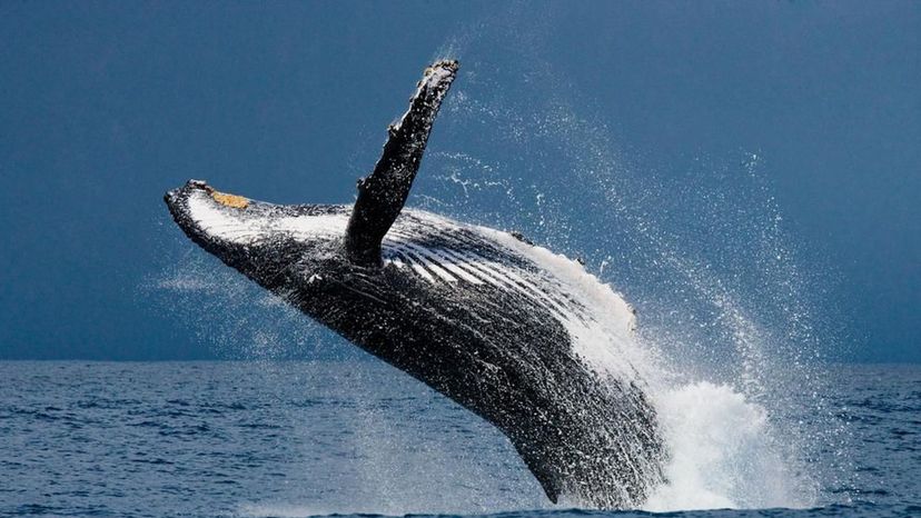 Humpback Whale