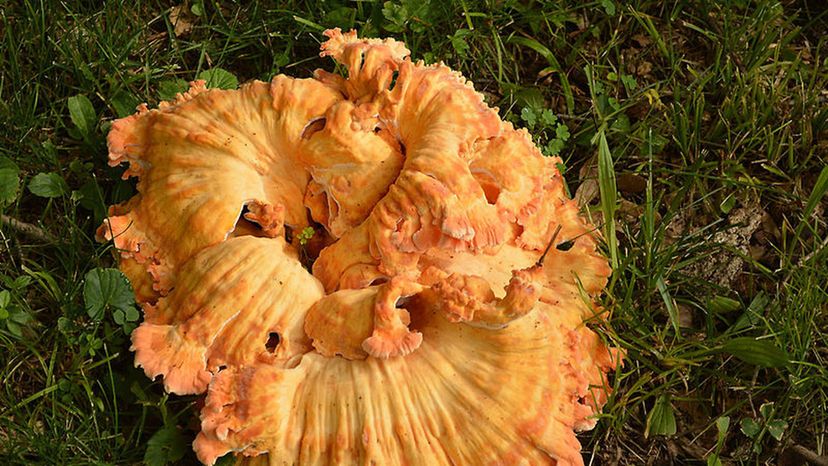 Laetiporus-sulphureus2