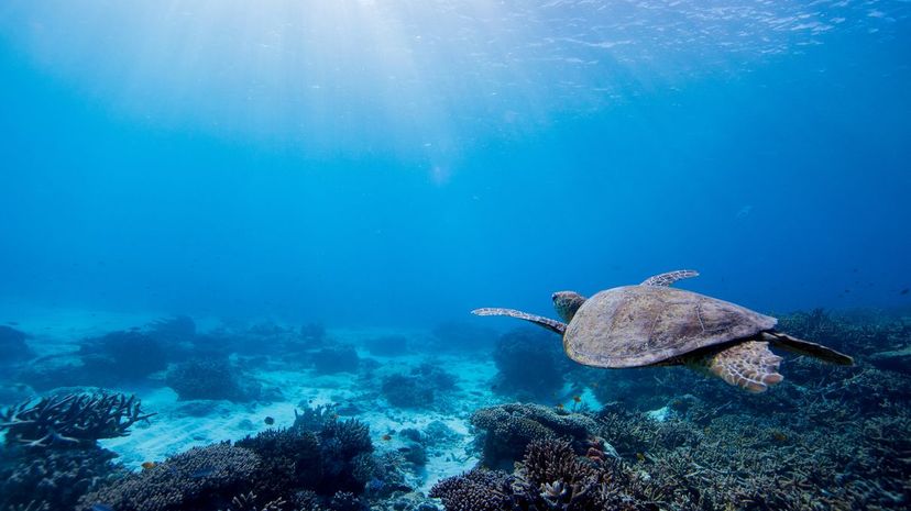 Sea Turtle in Ocean