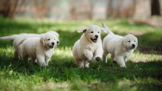 Which Adorable Puppy are You?