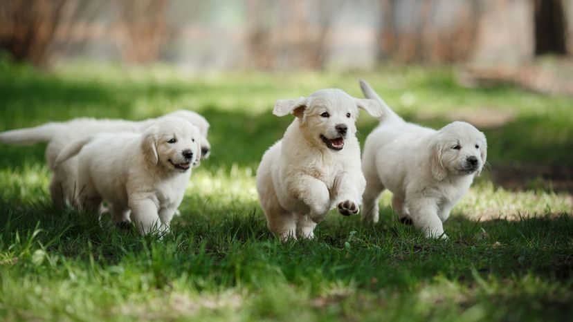 Which Adorable Puppy are You?