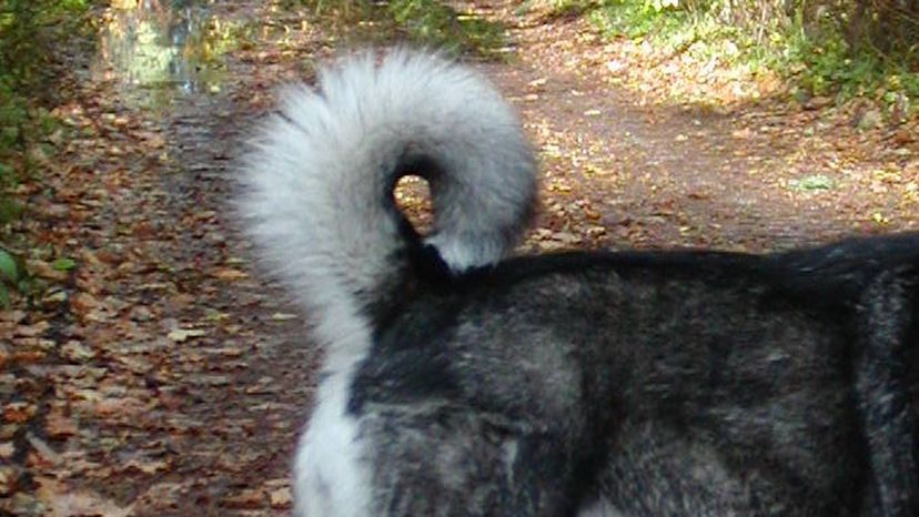 Alaskan Malamute Tail