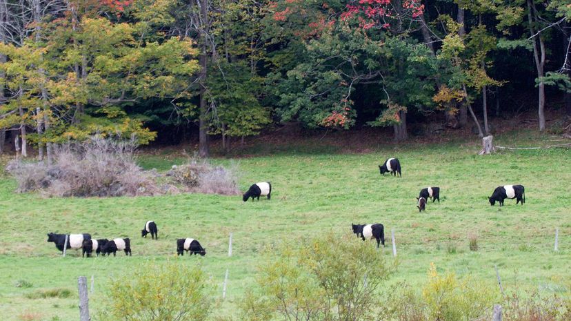 Belted Galloway