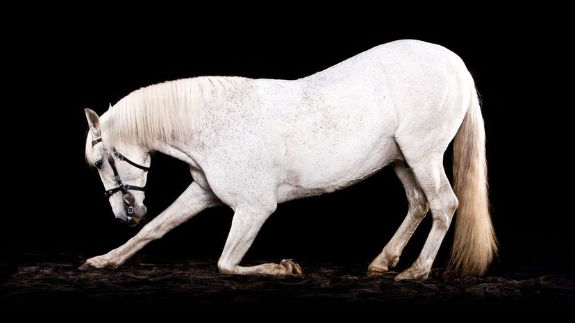 Lusitano Horse