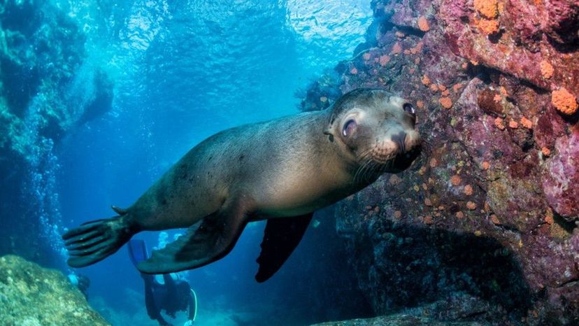 Sea Lion