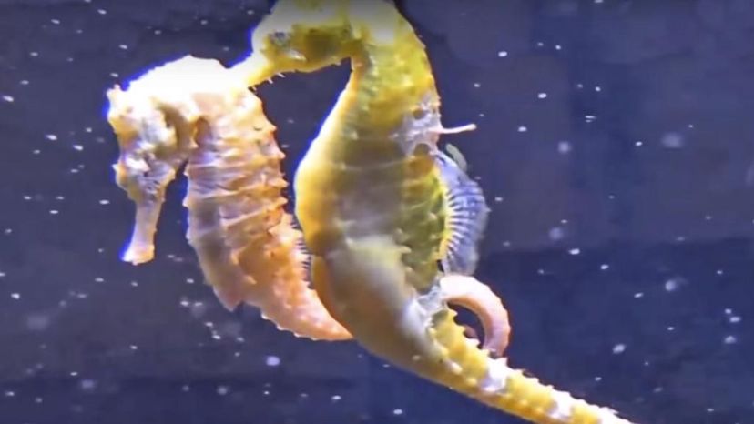 Sea Horses