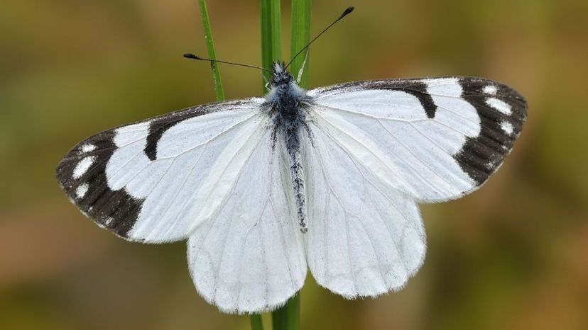 Pine White