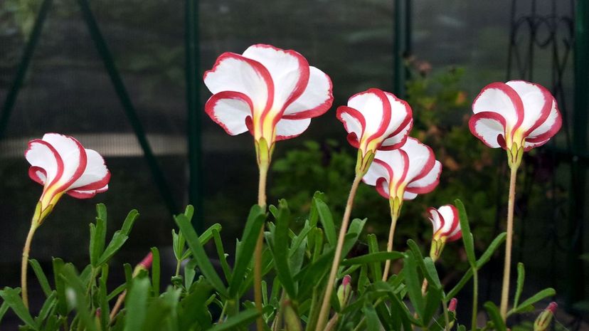 Oxalis versicolor