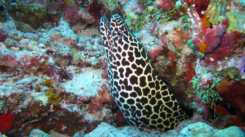 Spotted moray