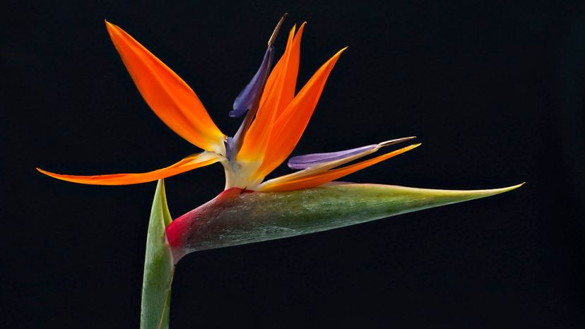 8 Bird of paradise GettyImages-1006690578
