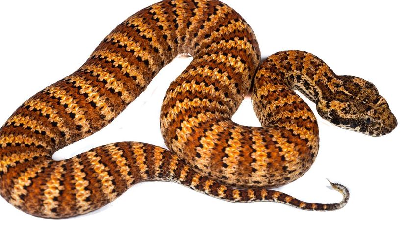 Common Death Adder