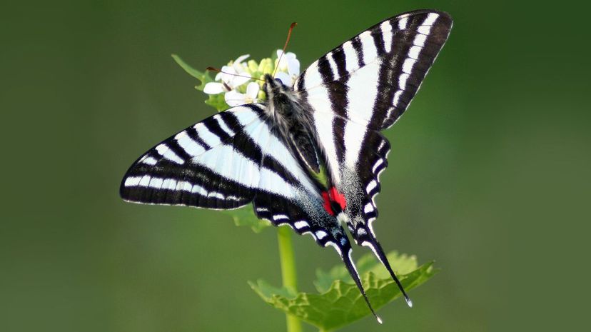 Zebra Swallowtail