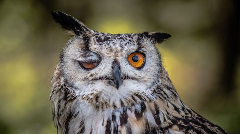 30 - An owl
