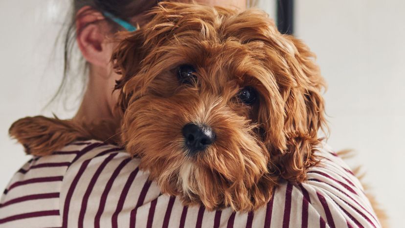 Which Dog Breed Reflects Your Personality?