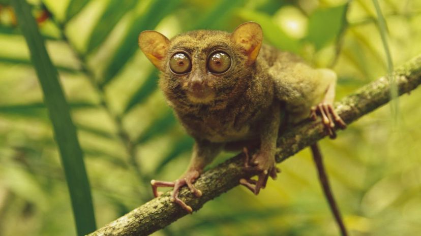 Tarsier