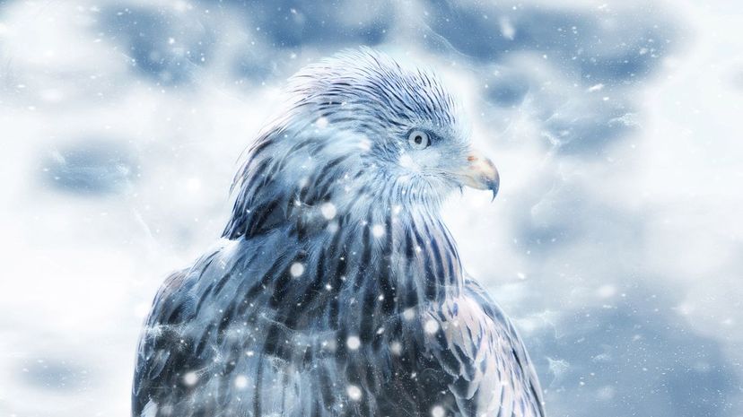 What's Your Arctic Spirit Animal?