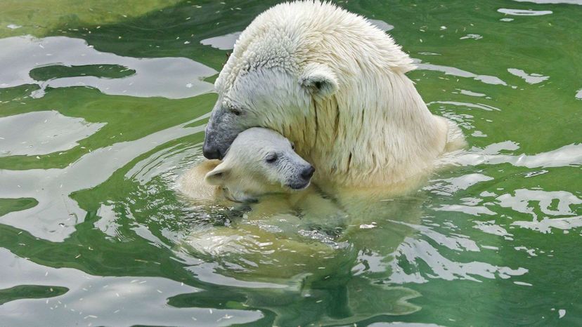 Baby and mom polar bear