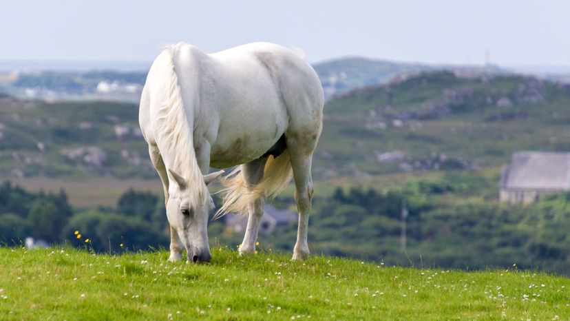 Connemara pony