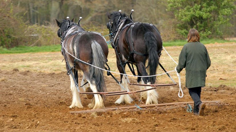 Drag harrow