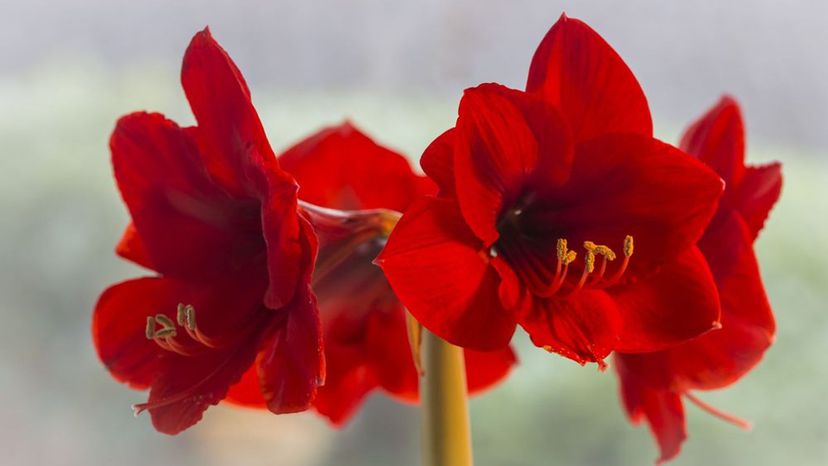 Amaryllis