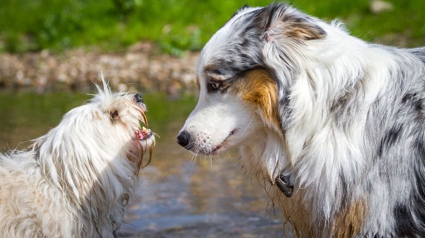 这些狗和我们€™会猜测哪些犬种与2”border=