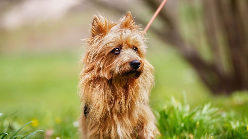 Australian Terrier