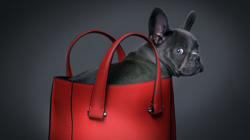 Female blue French Bulldog puppy in a handbag