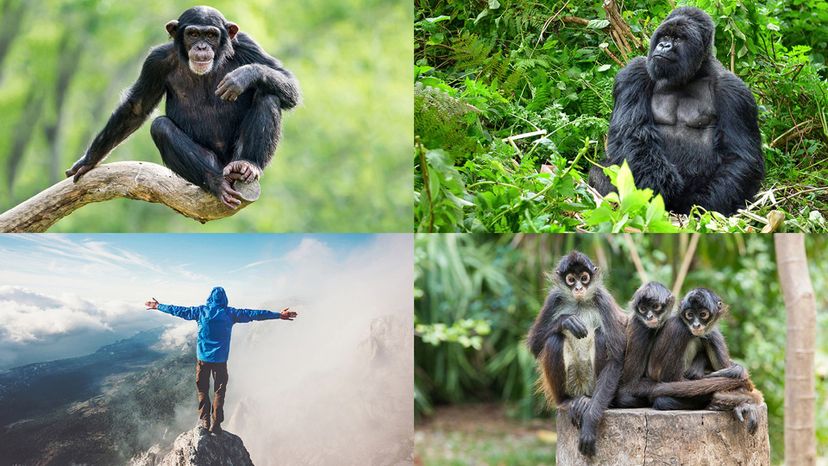 human, gorilla, chimpanzee, spider money
