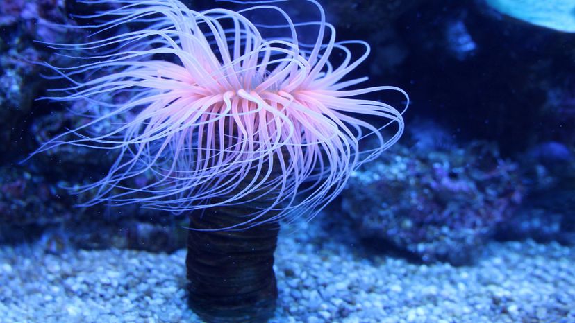 Anemone Do You Know Which Phylum These Animals Belong To 12