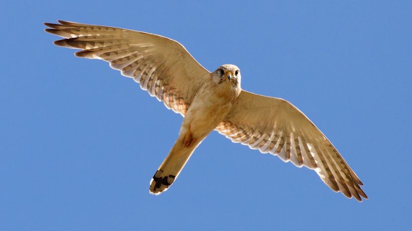 Kestrel