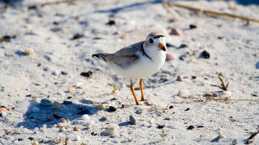 Piping Plover