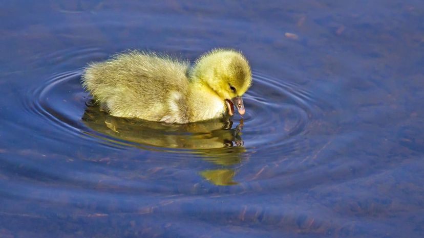 Gosling (Goose)