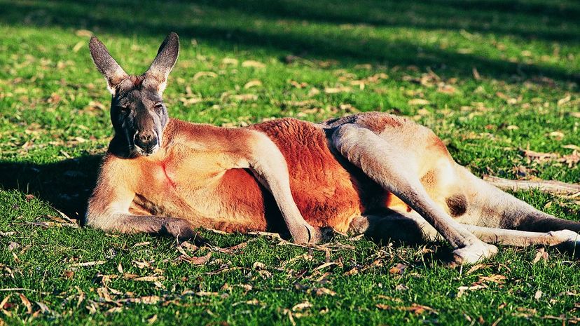 Which Australian Animal Is Your Spirit Animal?