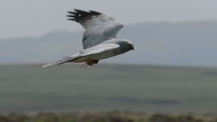 Hen Harrier