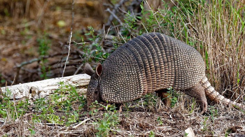 Armadillo