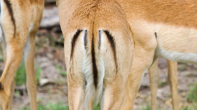 Impala tail