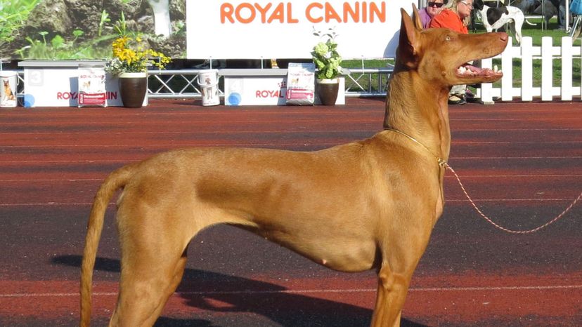 Pharaoh Hound