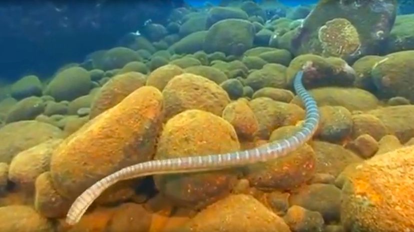 40 belchers sea snake