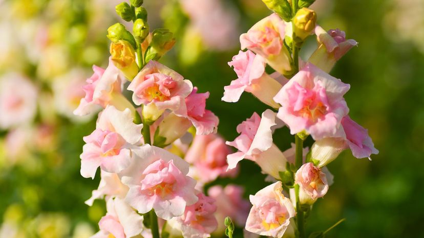 Snapdragons