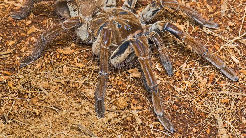 Goliath Birdeater