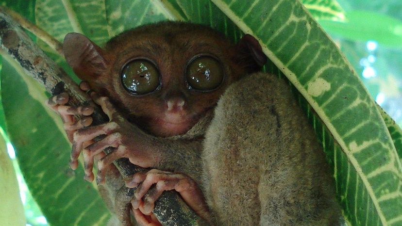 Philippine Tarsier Monkey