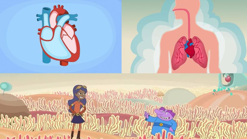 Are You Heart Smart? Take Our Cardiovascular System Quiz!