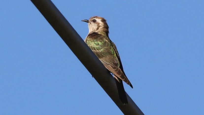 Horsefield's bronze cuckoo