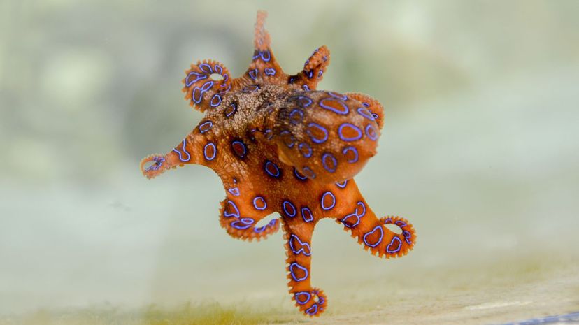 Blue ringed octopus